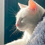 Cavallo participe au concours pour gagner de l'argent avec cette photo : cat, white_cat, sunlight, close_up, sleeping, peaceful, whiskers, feline, pet, indoor, window_light, relaxation, soft_texture, cozy, fur, animal, portrait, side_view, resting, calm