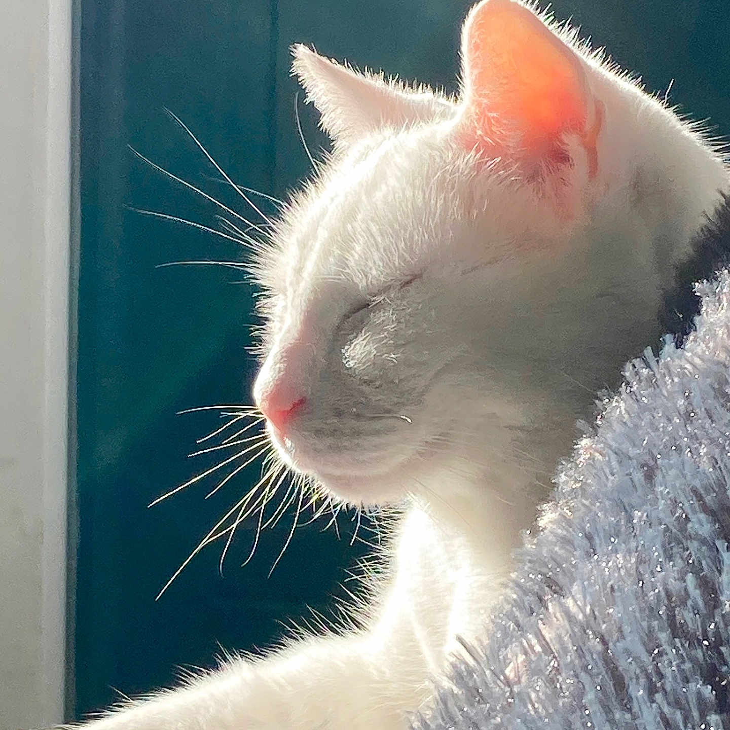 Cavallo participe au concours pour gagner de l'argent avec cette photo : cat, white_cat, sunlight, close_up, sleeping, peaceful, whiskers, feline, pet, indoor, window_light, relaxation, soft_texture, cozy, fur, animal, portrait, side_view, resting, calm