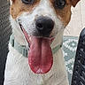 Azur a rejoint le concours — aidez-le/la à gagner de superbes lots ! dog, jack_russell_terrier, tongue_out, happy, pet, canine, smiling, close_up, indoor, collar, brown_and_white, ears, fur, animal, domestic_animal, sitting, looking_at_camera, cute, friendly, portrait
