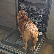 Cha Hae-In a rejoint le concours — aidez-le/la à gagner de superbes lots ! appliance, brown_spotted_dog, cabinet, canine, curious, dish_rack, dishwasher, dog, domestic_animal, flooring, glass, home_interior, indoor, investigation, kitchen, metal, open_appliance, pet, standing, wooden_floor