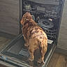 appliance, brown_spotted_dog, cabinet, canine, curious, dish_rack, dishwasher, dog, domestic_animal, flooring, glass, home_interior, indoor, investigation, kitchen, metal, open_appliance, pet, standing, wooden_floor