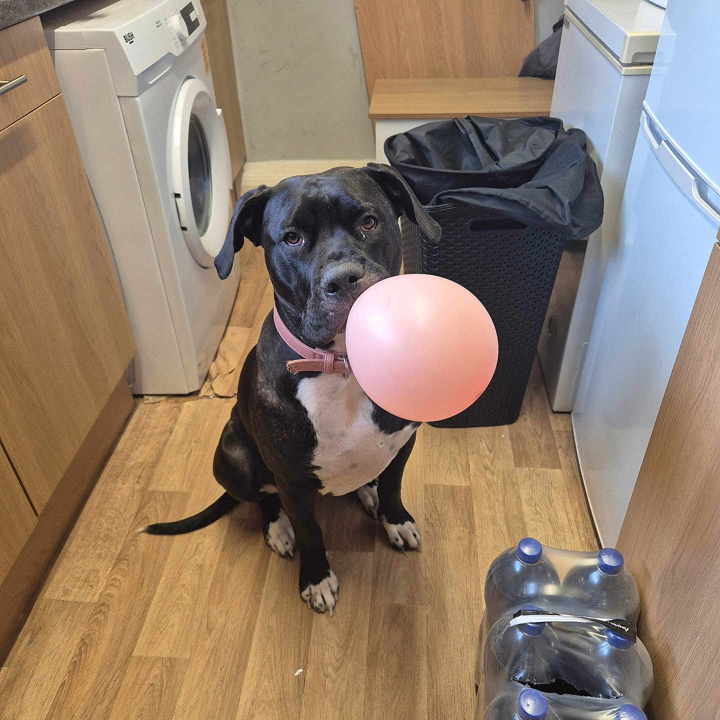 Luna joined the competition — help win amazing prizes! appliance, balloon, black_dog, collar, curious, dog, domestic, flooring, household, indoor, kitchen, pet, pink_balloon, plastic_bottles, plastic_packaging, sitting, trash_bin, washing_machine, white_chest, wooden_floor