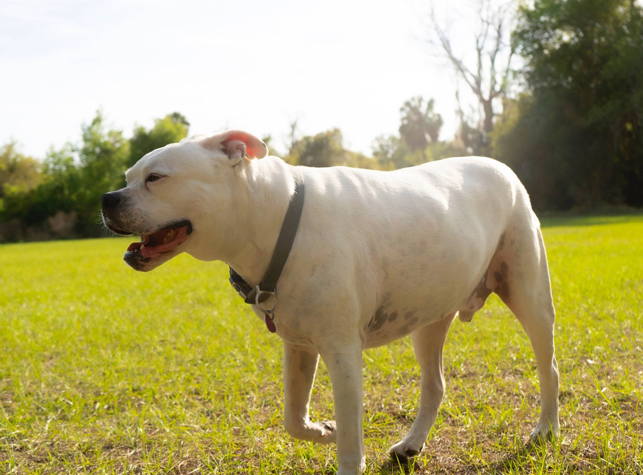Blanco is registered to the contest to win money with this photo: canidae, carnivore, cloud, collar, companion_dog, dog, dog_breed, dog_collar, fawn, grass, grassland, landscape, pasture, plant, sky, snout, sporting_group, tail, tree, working_animal