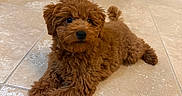 Bowie is registered to the contest to win money with this photo: puppy, dog, curly_fur, brown_fur, fluffy, small_dog, lying_down, portrait, indoor, tile_floor, hallway, home, pet, cute, adorable, black_nose, dark_eyes, curled_tail, relaxed, animal_photography