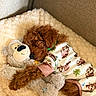 puppy, dog, curly_hair, brown_fur, sleeping, cuddling, plush_toy, stuffed_animal, bear_toy, blanket, cozy, pajamas, sloth_pattern, green_collar, couch, indoors, portrait, cute, warm_lighting, relaxed