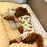 Bowie joined the competition — help win amazing prizes! puppy, dog, curly_hair, brown_fur, pajamas, sloth_pattern, teddy_bear, stuffed_animal, blanket, couch, cuddling, sleeping, lying_down, cozy, indoor, pet, cute, fluffy, portrait, relaxed