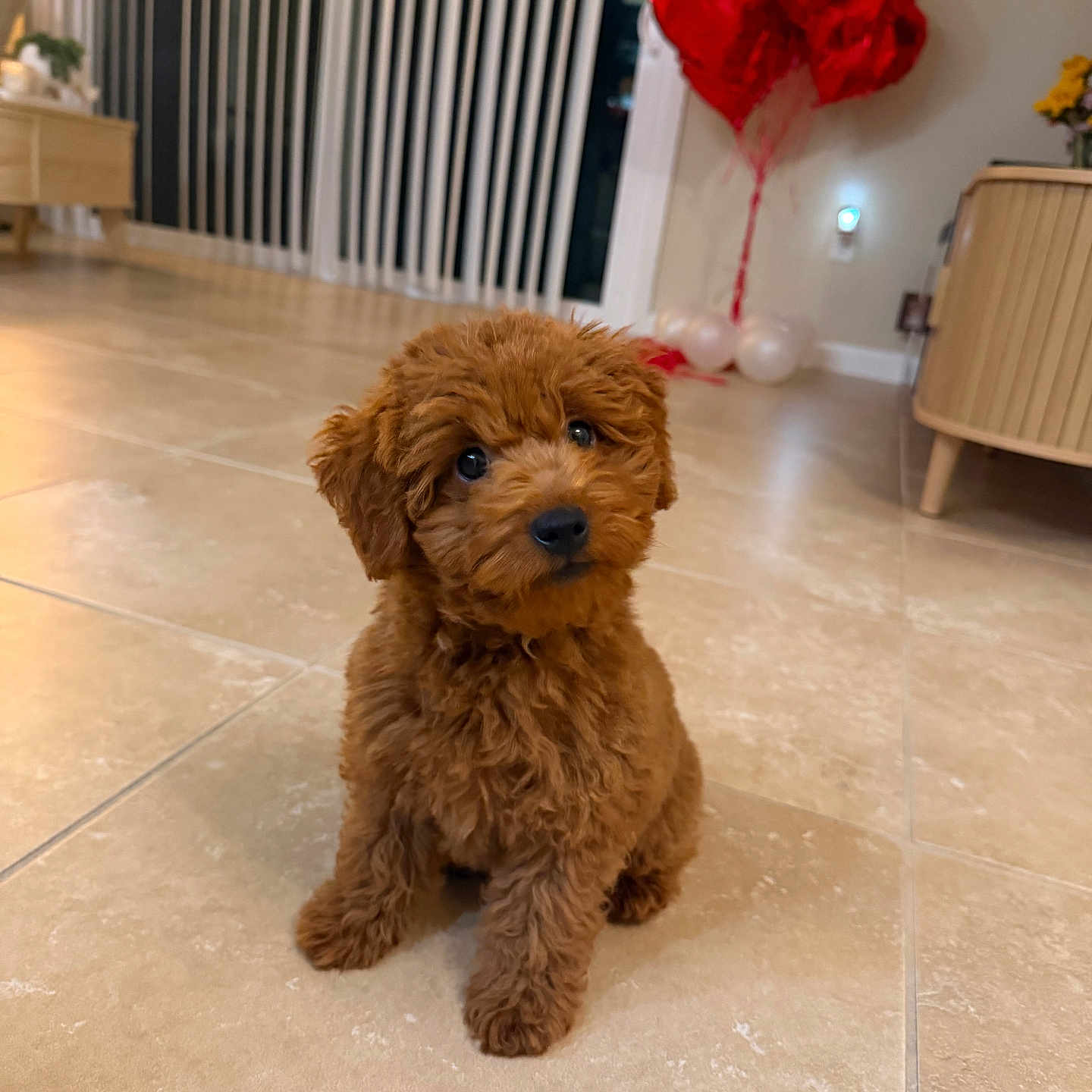 Bowie joined the competition — help win amazing prizes! puppy, dog, brown_fur, curly_fur, fluffy, sitting, portrait, indoors, tile_floor, living_room, heart_balloons, red_balloons, furniture, cabinet, radiator, home_decor, cute, pet, camera_gaze, festive