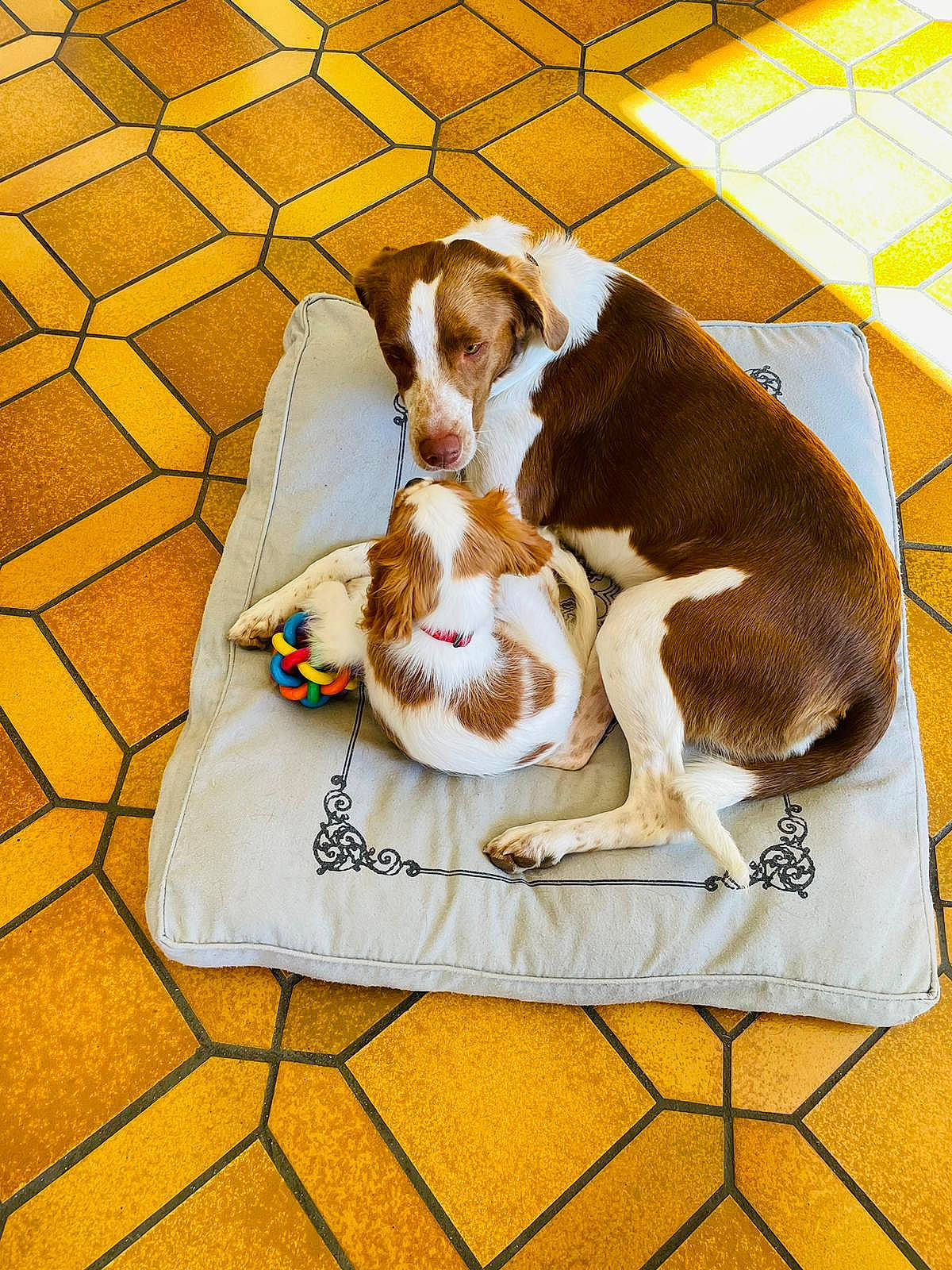 Tina participe au concours pour gagner de l'argent avec cette photo : art, basset_hound, canidae, carnivore, comfort, companion_dog, dog, dog_breed, dog_supply, fawn, flooring, hound, liver, nap, pattern, paw, pet_supply, scent_hound, sporting_group, working_animal