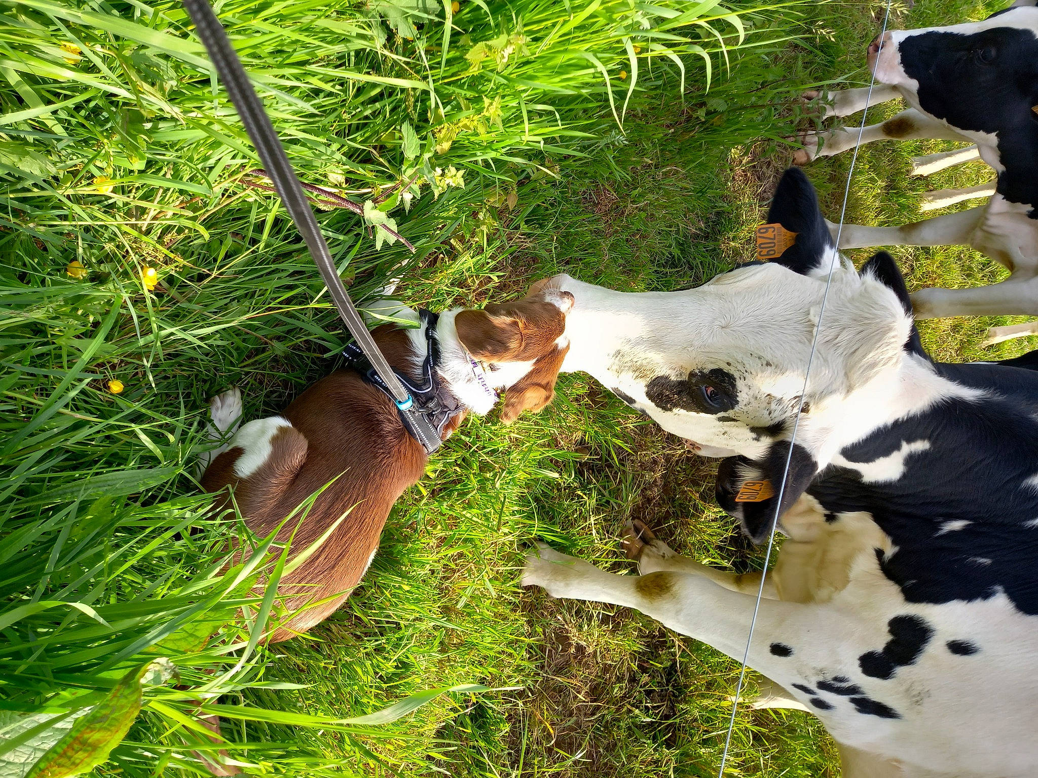 Tina participe au concours pour gagner de l'argent avec cette photo : art, companion_dog, dairy_cow, dog, dog_breed, fawn, grass, grass_family, green, groundcover, livestock, natural_landscape, plant, sporting_group, tail, terrestrial_animal, terrestrial_plant, trunk, wood, working_animal