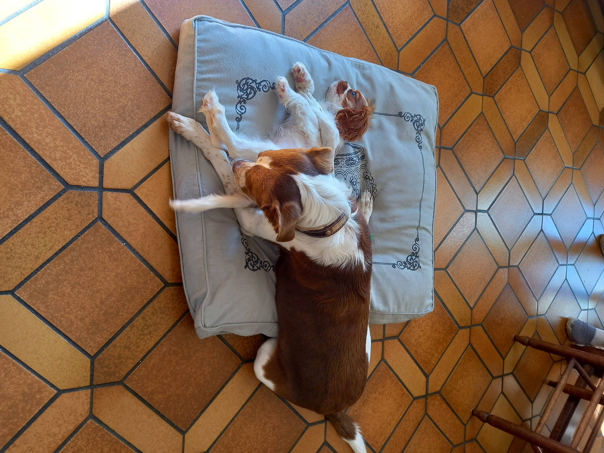 Tina a rejoint le concours — aidez-le/la à gagner de superbes lots ! art, carnivore, cat, comfort, companion_dog, domestic_short_haired_cat, fawn, felidae, floor, flooring, hardwood, linens, paper, paper_product, pattern, sidewalk, small_to_medium_sized_cats, tail, whiskers, wood