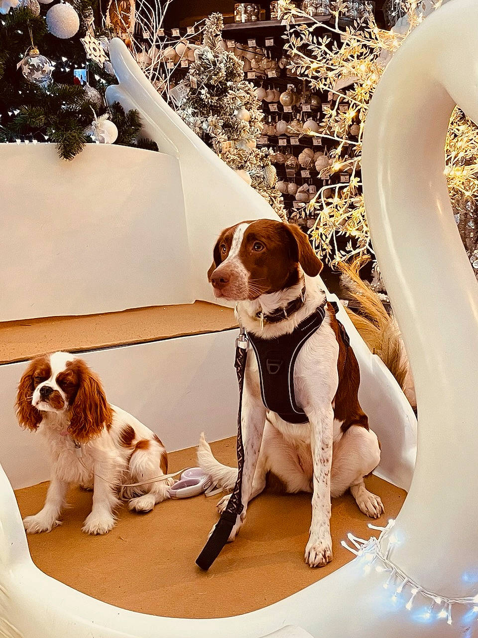 Y'Una participe au concours pour gagner de l'argent avec cette photo : canidae, carnivore, cavalier_king_charles_spaniel, collar, companion_dog, dog, dog_breed, dog_collar, dog_supply, eyewear, fawn, gun_dog, king_charles_spaniel, liver, pet_supply, scent_hound, snout, sporting_group, toy_dog, working_animal