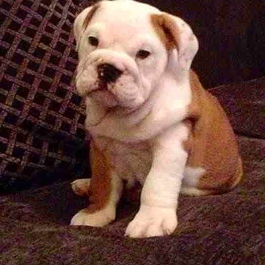 Honey is registered to the contest to win money with this photo: