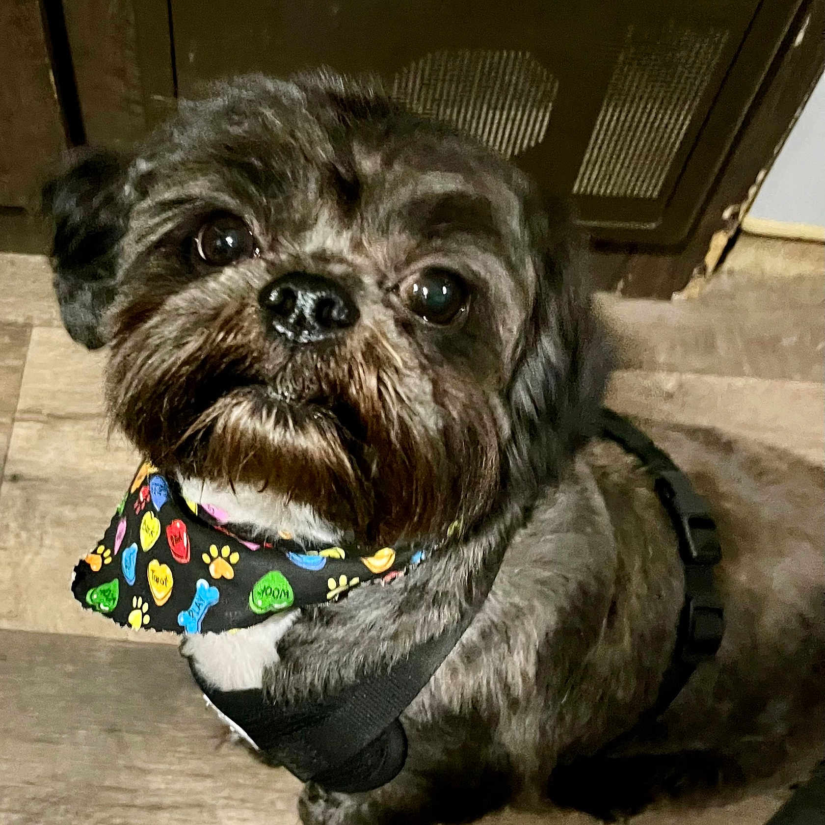 Moggey is registered to the contest to win money with this photo: dog, pet, black_dog, bandana, colorful, paw_prints, bones, floor, wood_floor, indoor, looking_up, cute, small_dog, fur, animal, domestic_animal, close_up, leash, harness, face
