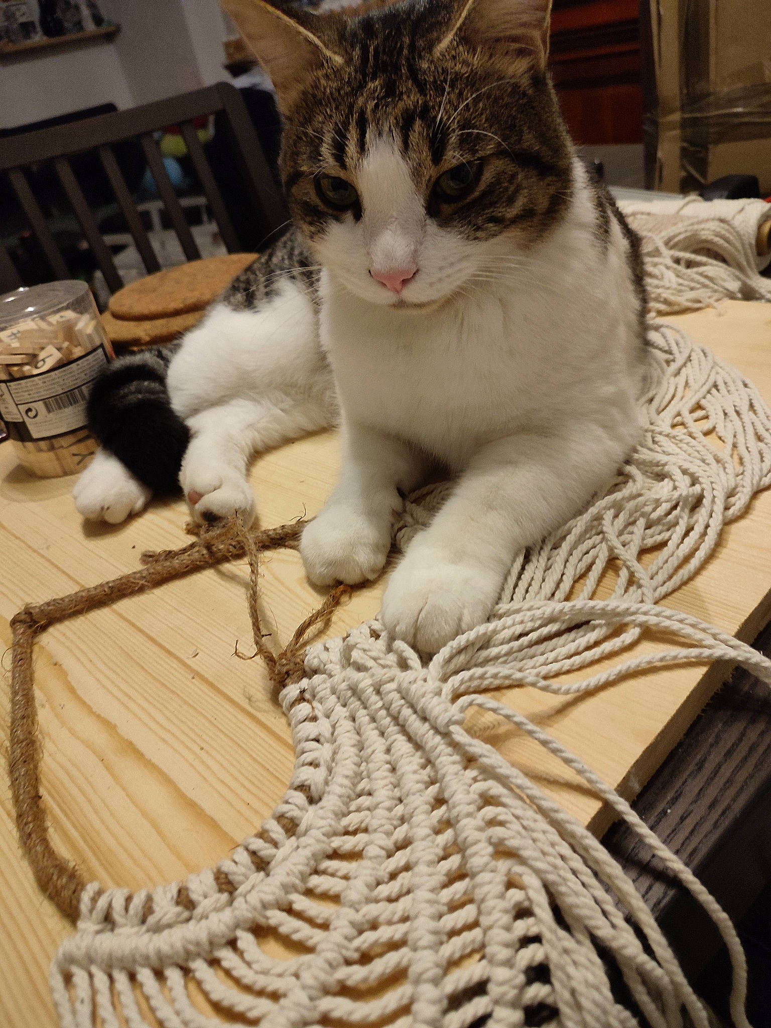 Bouchon a rejoint le concours — aidez-le/la à gagner de superbes lots ! carnivore, cat, claw, comfort, domestic_short_haired_cat, felidae, flooring, fur, hardwood, linens, paw, rope, small_to_medium_sized_cats, tail, thread, whiskers, wire, wood, wool, woolen