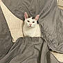 angora, animal, beanbag, blanket, cat, furniture, kitten, manx, pet