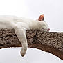 abyssinian, accessories, angora, animal, cat, kitten, manx, person, pet, siamese, sleeping, strap, wood
