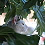 abyssinian, angora, animal, cat, flower, food, fruit, herbs, ivy, kitten, leaf, manx, pet, plant, produce, siamese