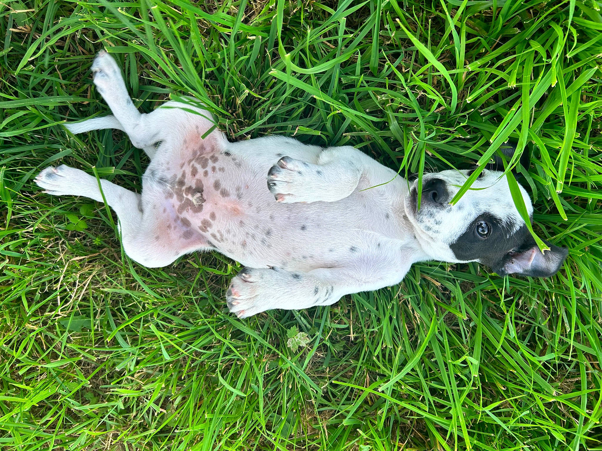 Django a rejoint le concours — aidez-le/la à gagner de superbes lots ! art, canidae, carnivore, companion_dog, dog, dog_breed, fawn, grass, groundcover, non_sporting_group, snout, sporting_group, tail, terrestrial_animal, working_animal