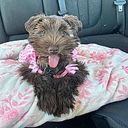 Coco Chanel joined the competition — help win amazing prizes! animal, blanket, brown_dog, canine, car_interior, car_seat, cute, dog, domestic_animal, fluffy, happy, indoor, leather_seat, pet, pink_clothing, resting, ribbons, seatbelt, tongue_out, transport