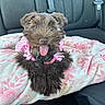 animal, blanket, brown_dog, canine, car_interior, car_seat, cute, dog, domestic_animal, fluffy, happy, indoor, leather_seat, pet, pink_clothing, resting, ribbons, seatbelt, tongue_out, transport