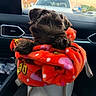 Coco Chanel joined the competition — help win amazing prizes! animal, blanket, car_interior, comfort, cozy, cute, dashboard, dog, fur, indoor, pet, polka_dot, puppy, red, seat, soft, sunset, transport, vehicle, window