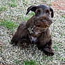 Coco Chanel is registered to the contest to win money with this photo: animal, brown_fur, canine, collar, cute, dog, fluffy, fur, grass, ground, nature, outdoor, paw, pet, playful, puppy, sitting, sunlight, tag, young_dog
