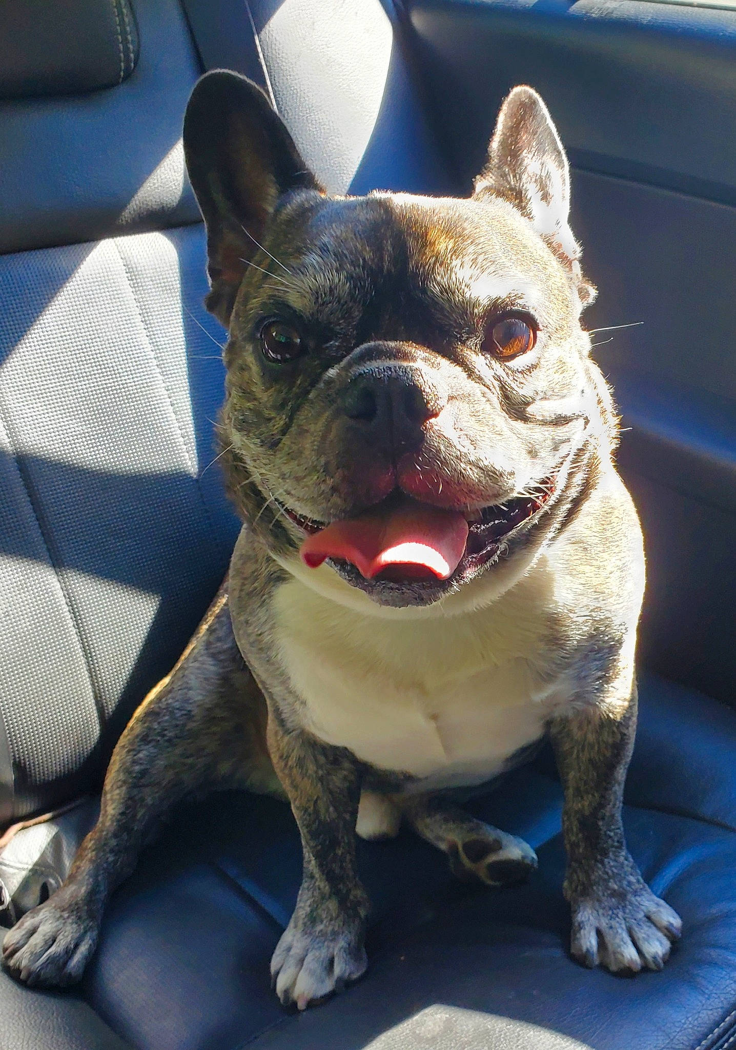 Beamer is registered to the contest to win money with this photo: bulldog, canidae, carnivore, collar, companion_dog, dog, dog_breed, dog_collar, ear, electric_blue, fawn, french_bulldog, jaw, mammal, snout, sporting_group, terrestrial_animal, toy_dog, vertebrate, whiskers