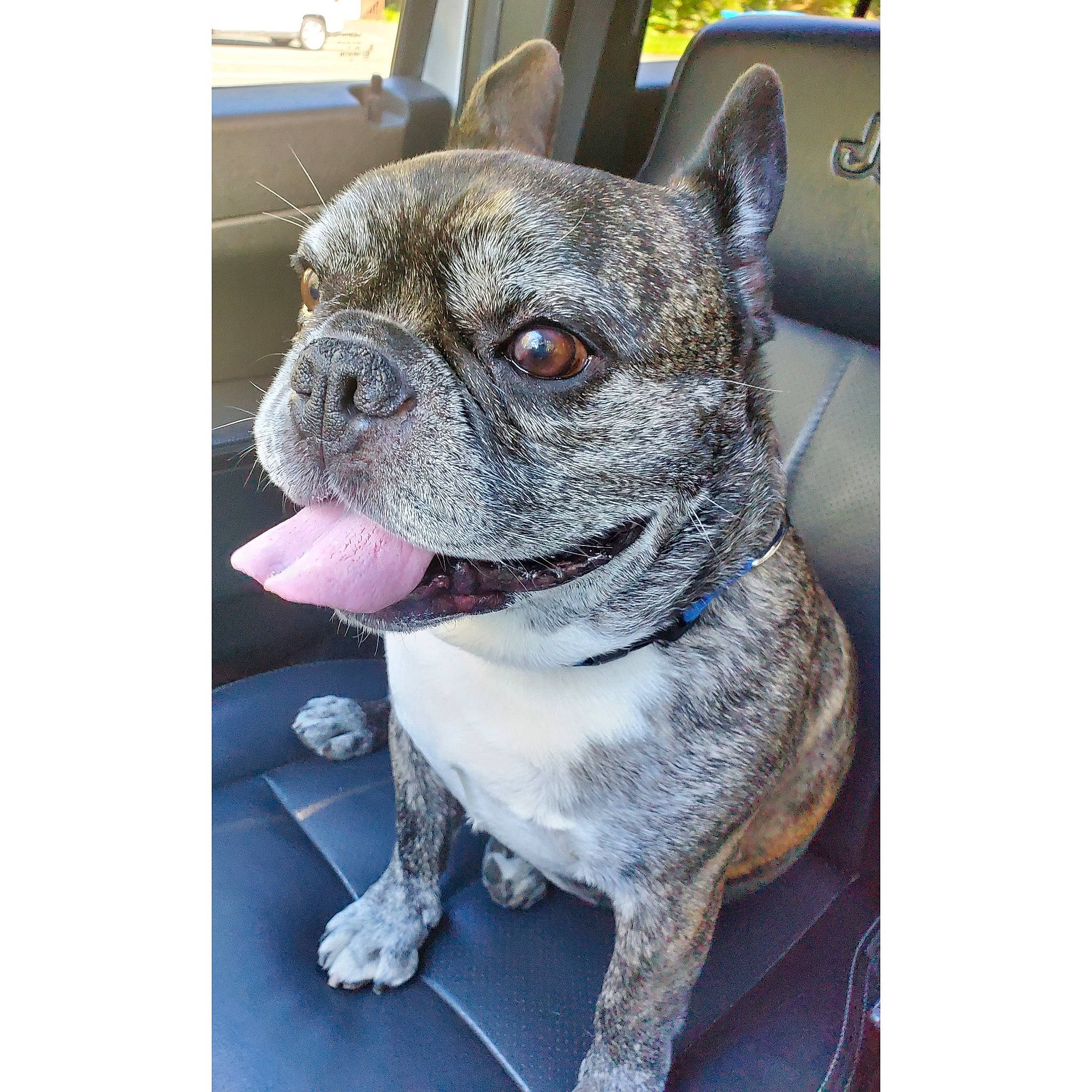 Beamer joined the competition — help win amazing prizes! canidae, carnivore, collar, companion_dog, dog, dog_breed, dog_collar, electric_blue, fashion_accessory, fawn, fur, grey, leash, pug, snout, sporting_group, toy_dog, whiskers, working_animal, wrinkle