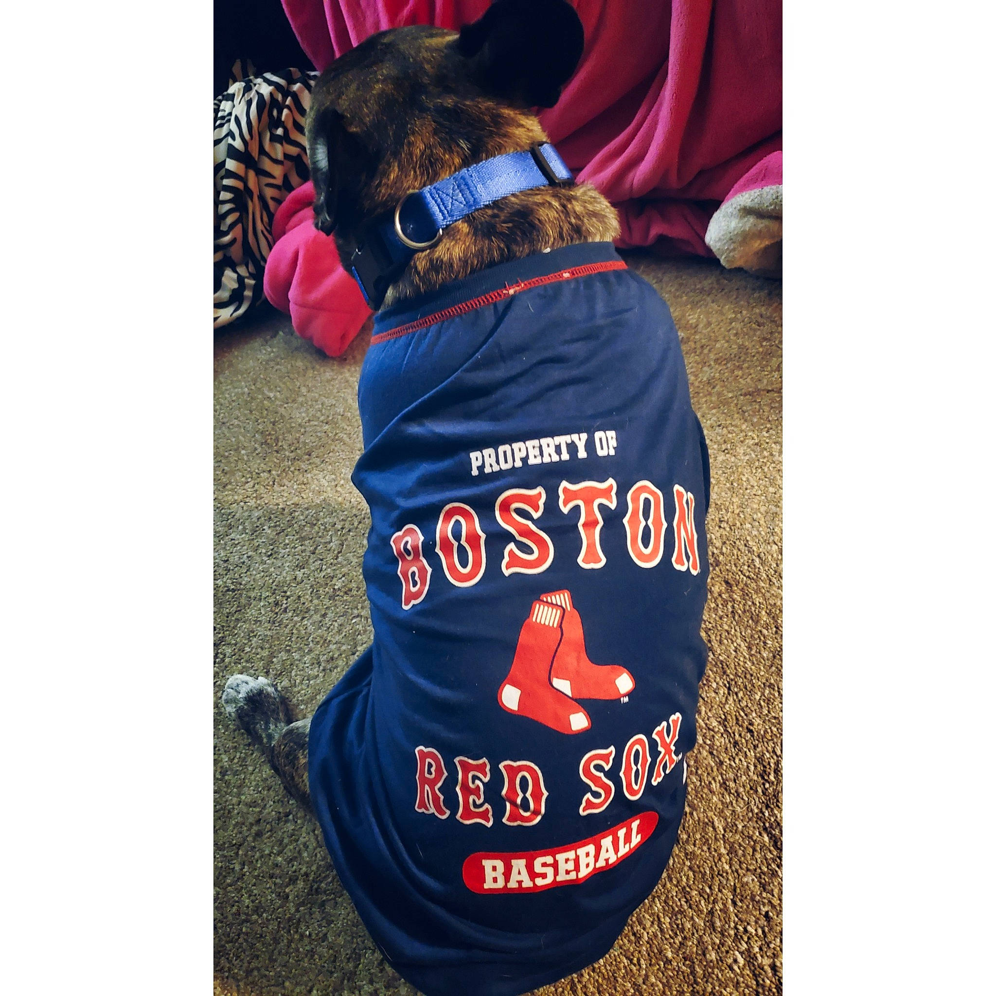 Beamer is registered to the contest to win money with this photo: bag, carnivore, collar, companion_dog, dog, dog_breed, dog_clothes, dog_collar, dog_supply, electric_blue, fashion_accessory, font, liver, luggage_and_bags, magenta, pet_supply, product, sleeve, sporting_group, t_shirt