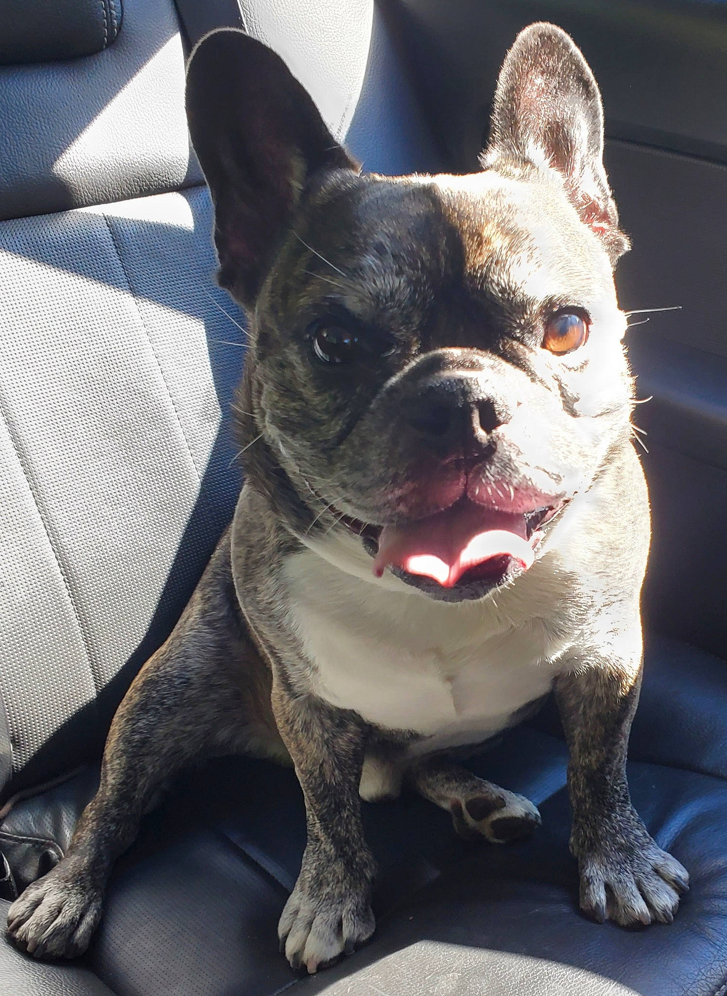 Beamer is registered to the contest to win money with this photo: bulldog, canidae, carmine, carnivore, collar, companion_dog, dog, dog_breed, dog_collar, ear, fawn, french_bulldog, fur, molosser, snout, sporting_group, terrestrial_animal, toy_dog, whiskers, working_animal