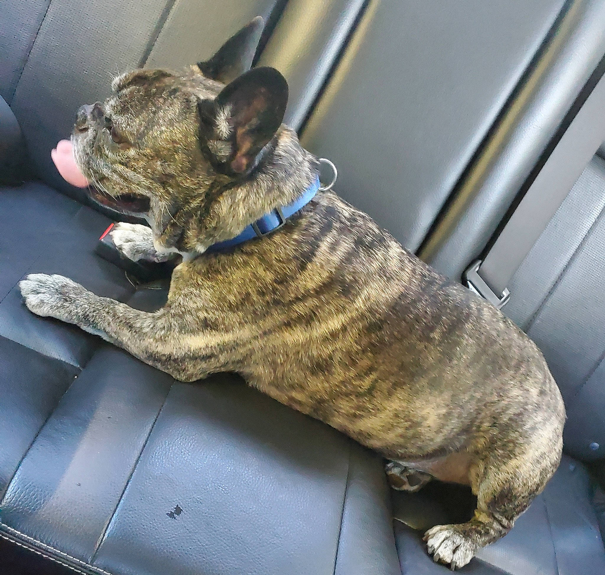 Beamer joined the competition — help win amazing prizes! ancient_dog_breeds, canidae, carnivore, collar, companion_dog, dog, dog_breed, dog_collar, fawn, felidae, guard_dog, military_camouflage, non_sporting_group, snout, sporting_group, tail, whiskers, working_animal, working_dog, wrinkle