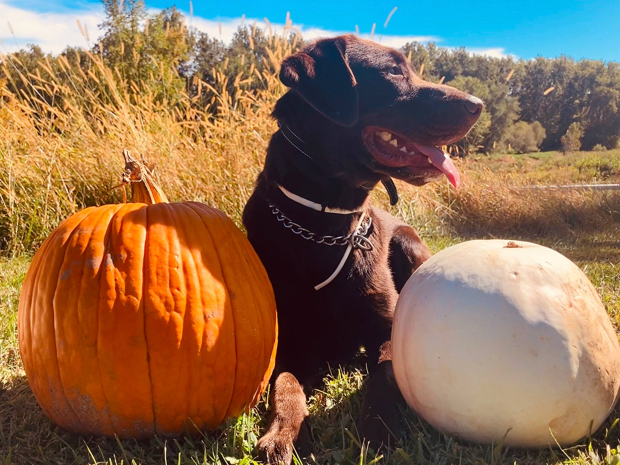 Benelli is registered to the contest to win money with this photo: calabaza, carnivore, collar, cucurbita, dog, dog_breed, fawn, gourd, grass, landscape, light, natural_foods, nature, plant, pumpkin, sky, squash, vegetable, winter_squash, working_animal