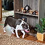 animal, boston_terrier, brown, canine, decor, dog, furniture, happy, houseplant, indoor, living_room, pet, playful, potted_plant, rug, shelf, tongue_out, walking, white, wooden_floor