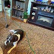 Princess is registered to the contest to win money with this photo: boston_terrier, dog, carpet, living_room, furniture, plant, shelf, decorations, electric_fireplace, television, wooden_furniture, flooring, cord, indoor, pet, curious, resting, cozy, home, animal