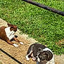 Princess is registered to the contest to win money with this photo: dog, boston_terrier, outdoor, grass, sunlight, concrete, pet, animal, canine, resting, two_dogs, summer, shadow, nature, greenery, daytime, relaxing, companions, playing, park