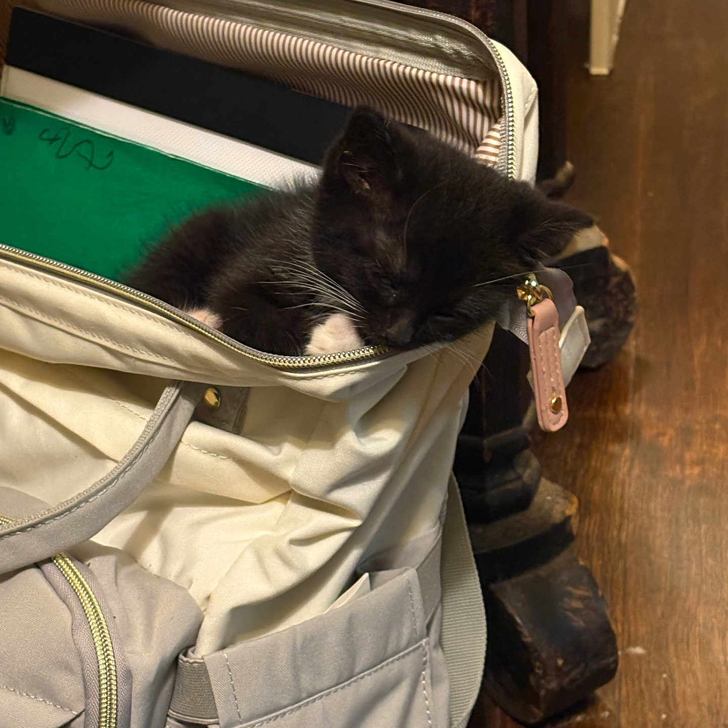 Skylar is registered to the contest to win money with this photo: kitten, cat, backpack, sleeping, indoor, furniture, wooden_floor, resting, pet, cozy, small_animal, black_and_white, zipper, fabric, home, domestic, cute, animal, fur, relaxation