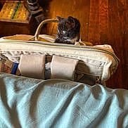 Skylar is registered to the contest to win money with this photo: kitten, cat, bag, wooden_floor, blue_blanket, indoor, pet, curious, small_animal, feline, cute, animal, domestic_cat, black_and_white, young, ears, eyes, fabric, zipper, handle