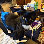 Skylar joined the competition — help win amazing prizes! animal, bag, black_and_white, blanket, cat, close_up, curious, fur, furniture, home, indoor, pet, portrait, sitting, soda_can, table, tissue_box, tuxedo_cat, whiskers, yellow_eyes