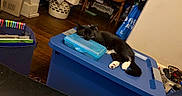 Skylar is registered to the contest to win money with this photo: art_supplies, black_and_white, blue, candid_photo, cat, chair, cluttered_room, home, indoor, kitten, laundry_basket, nap, pet, plastic_container, relaxed, sleeping, storage_bin, table, white_paws, wood_floor