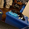 art_supplies, black_and_white, blue, candid_photo, cat, chair, cluttered_room, home, indoor, kitten, laundry_basket, nap, pet, plastic_container, relaxed, sleeping, storage_bin, table, white_paws, wood_floor
