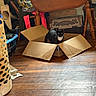 Skylar is registered to the contest to win money with this photo: animal, basket, black_fur, box, cardboard, cat, clothing, furniture, home, indoor, laundry, pet, pet_carrier, portrait, sitting, storage, table, tuxedo_cat, white_chest, wooden_floor