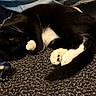 animal, black_and_white, blanket, cat, comfort, cozy, curled_up, cute, domestic_cat, feline, fur, indoor, nap, paws, pet, plaid, resting, sleeping, tail, whiskers