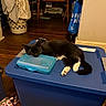 Skylar is registered to the contest to win money with this photo: animal, basket, black_and_white, blue, cat, cluttered, funny_pose, home, indoor, laundry, paws, pet, plastic_container, relaxed, resting, sleeping, storage_bin, tail, tuxedo_cat, wooden_floor
