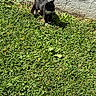 alert, animal, black_cat, cat, concrete_wall, curious, daylight, feline, grass, greenery, ground, nature, outdoor, pet, plants, shadows, small_flower, sunlight, walking, white_paws
