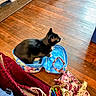 cat, black_cat, bag, open_bag, pens, markers, wooden_floor, floral_pattern, pouch, stationery, indoor, flooring, pet, animal, domestic_cat, colorful, container, table_accessories, cozy, small_space