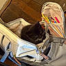 animal, backpack, bag, black_cat, cat, cozy, cute, furry, home, indoor, kitten, mesh_pocket, pencils, pet, resting, small, soft_lighting, stationery, wooden_floor, zipper