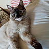 cat, pet, feline, lying_down, paw, bed, pillow, striped_pillow, floral_cushion, indoor, cute, relaxed, fur, whiskers, ears, eyes, home, cozy, animal, mammal