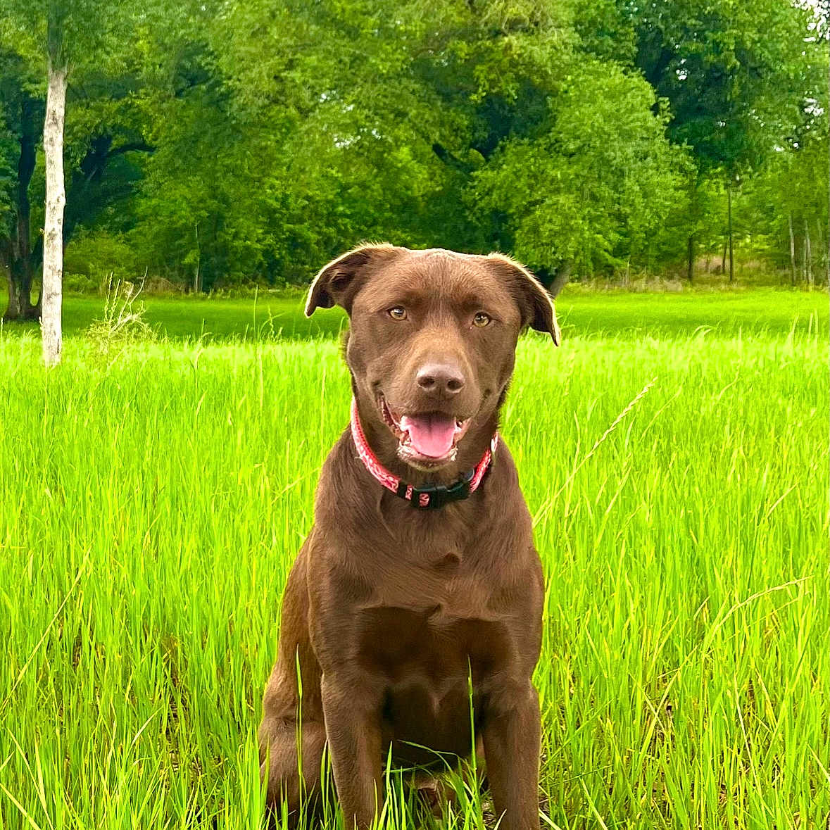 Remington is registered to the contest to win money with this photo: animal, canine, dog, field, grass, grassland, green, grove, labradorretriever, land, landscape, nature, outdoors, park, pet, plant, puppy, tree, vegetation, woodland