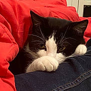 Harley a rejoint le concours — aidez-le/la à gagner de superbes lots ! cat, black_and_white, paw, blanket, red_blanket, cozy, indoor, pet, fur, whiskers, resting, cute, animal, close_up, hiding, relaxed, domestic_cat, comfort, soft, sleepy