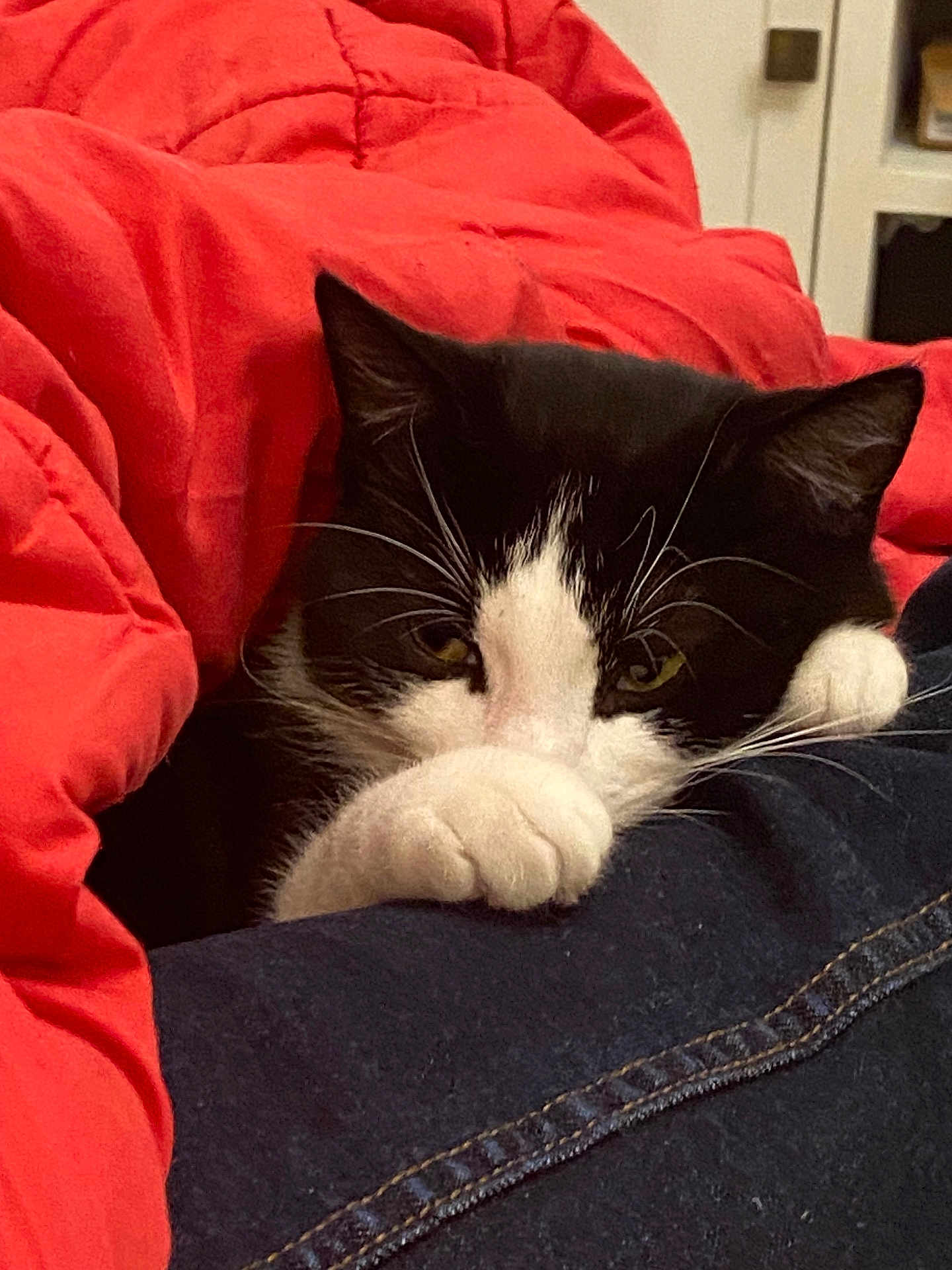 Harley a rejoint le concours — aidez-le/la à gagner de superbes lots ! cat, black_and_white, paw, blanket, red_blanket, cozy, indoor, pet, fur, whiskers, resting, cute, animal, close_up, hiding, relaxed, domestic_cat, comfort, soft, sleepy